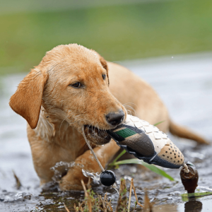 Entrenamiento para Perros de Caza