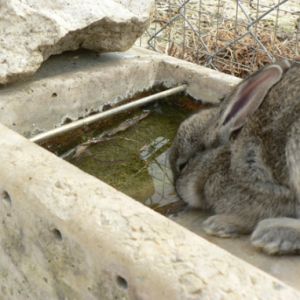 Bebedero Perdices Hormigón Especial Cotos de Caza