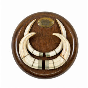 Trofeo Colmillos Facochero Montados