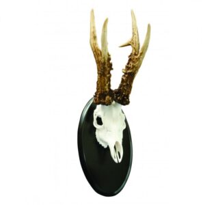 Trofeo Corzo Medalla  Oro 180 puntos