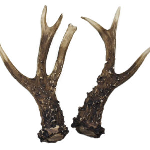 Cuernas Corzo  179 Puntos