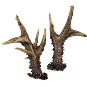 Cuernas Corzo  217 Puntos