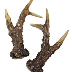 Cuernas Corzo  180 Puntos